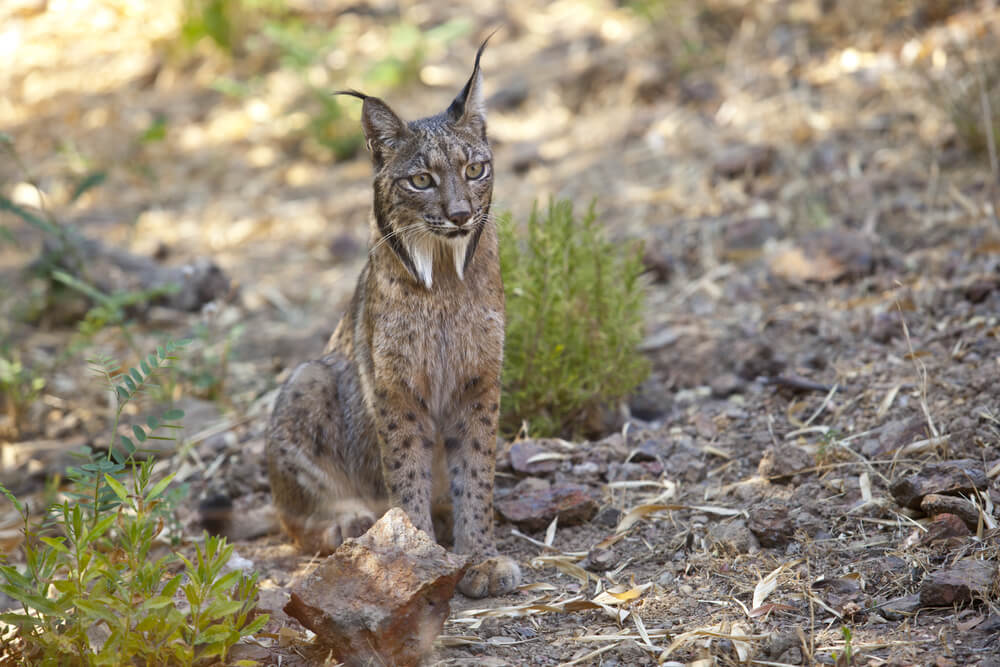 Why Cork Oak Landscapes Matter for Wildlife Conservation